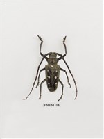 藏品(無花果天牛)的圖片